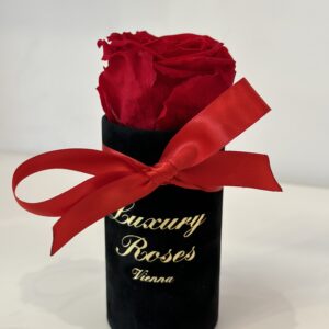 Infinity Rose Rot & Box samt schwarz (Weiß)